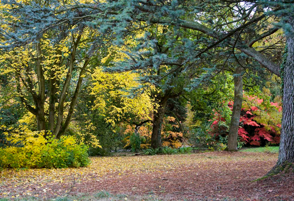 Batsford Arboretum