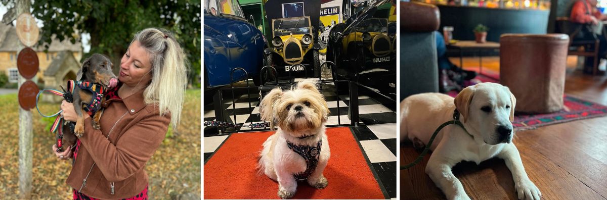 three images of dogs in the Cotswolds