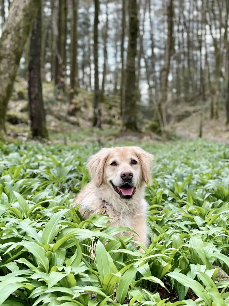 Dog Friendly Holiday Cottages in the Cotswolds