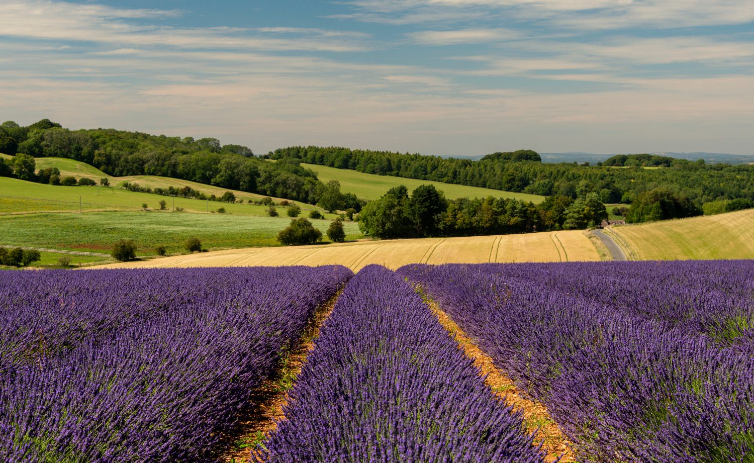 Lavender fields at Snowshill