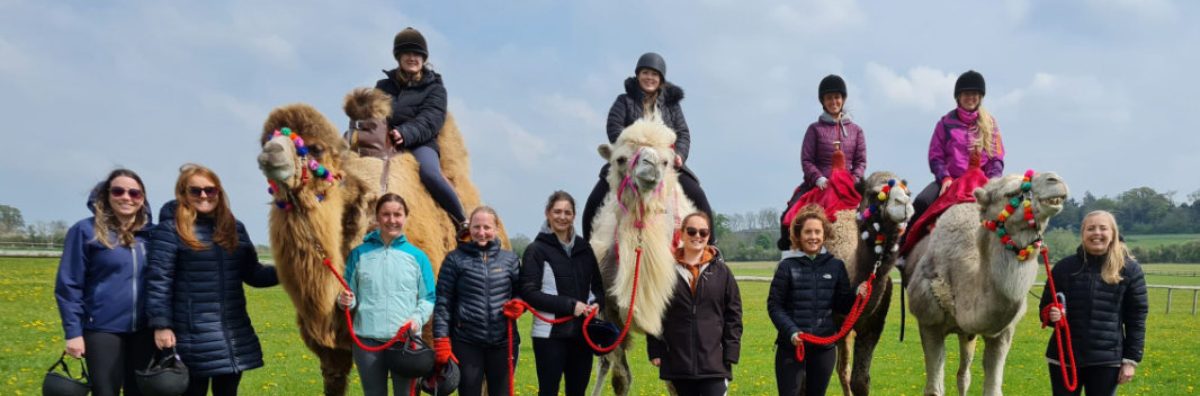 Camel Tours in the Cotswolds