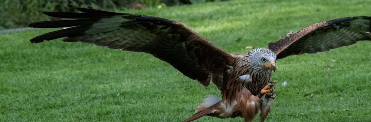 Cotswold Falconry