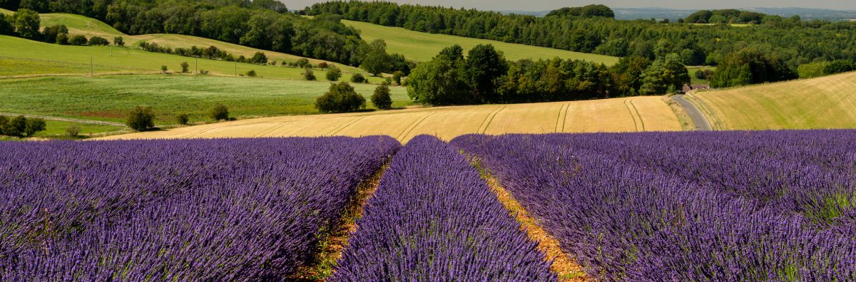 Cotswold Lavender