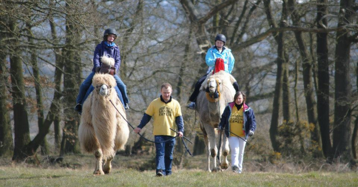 Josephs Amazing Camels