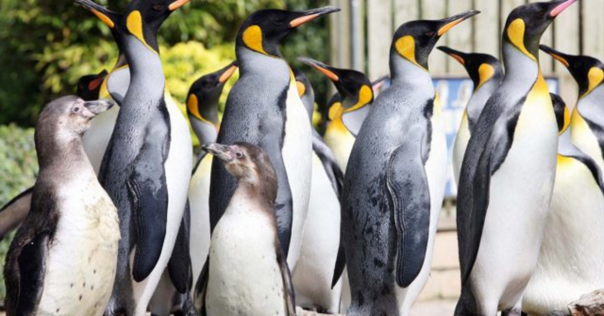 Penguins at Birdland Park