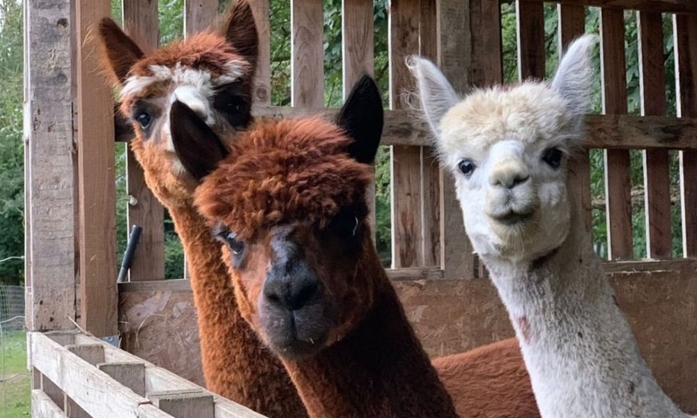 Alpacas