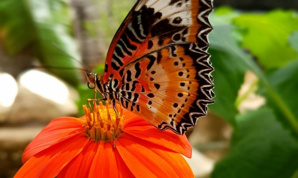 Butterfly Museum - things to do in Stratford-upon-Avon