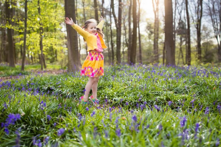 Bluebells in Spring