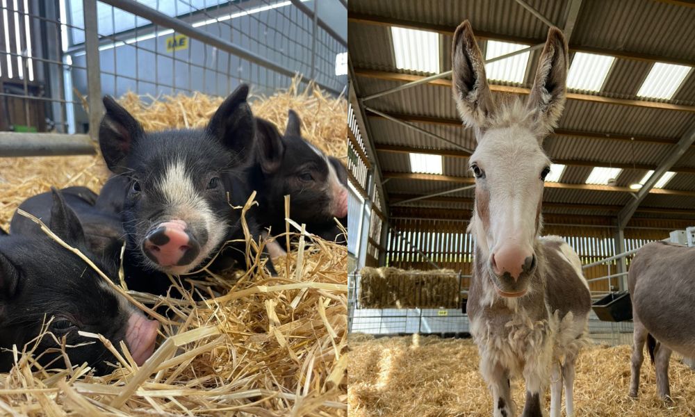 Adam Henson’s Cotswold Farm Park