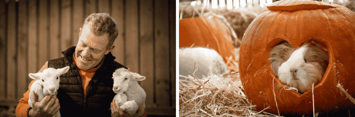 Two images of Cotswold Farm Park with Adam Henson