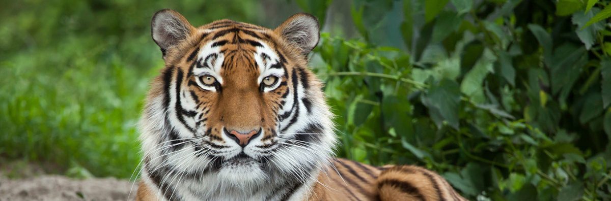 Cotswold Wildlife Park