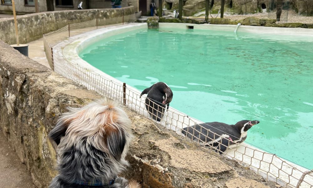 Dog with Penguins