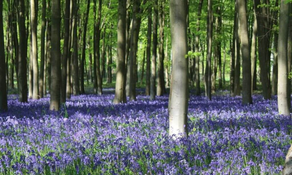 Bluebells