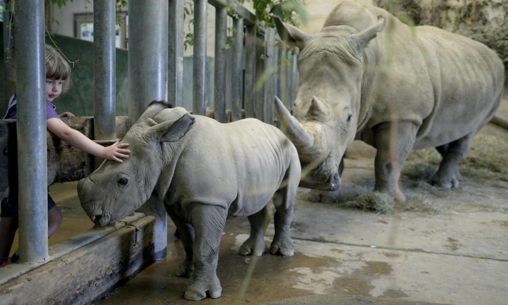 Cotswold Wildlife Park