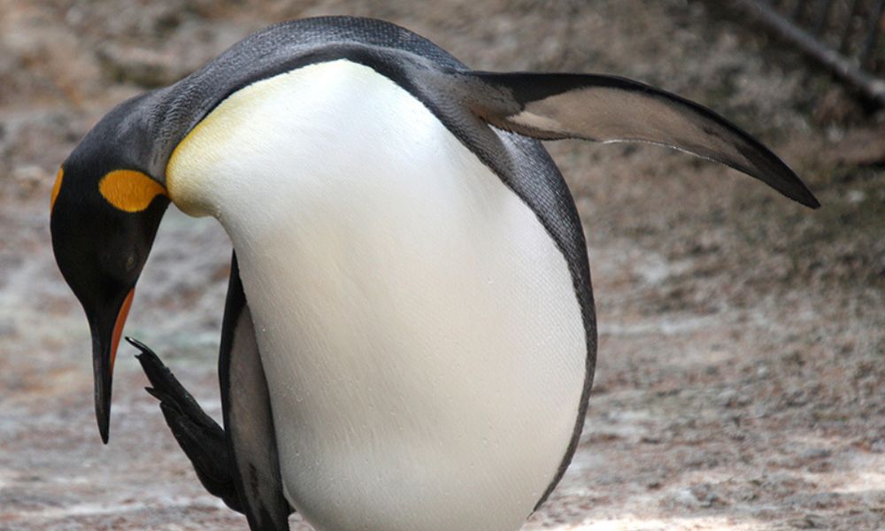 Penguin