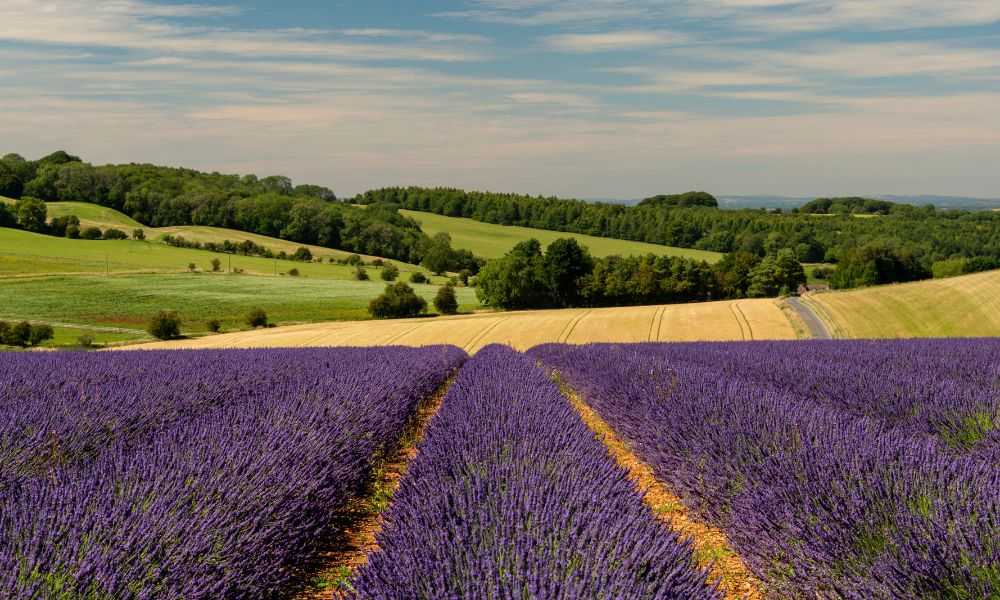 Lavender Fields