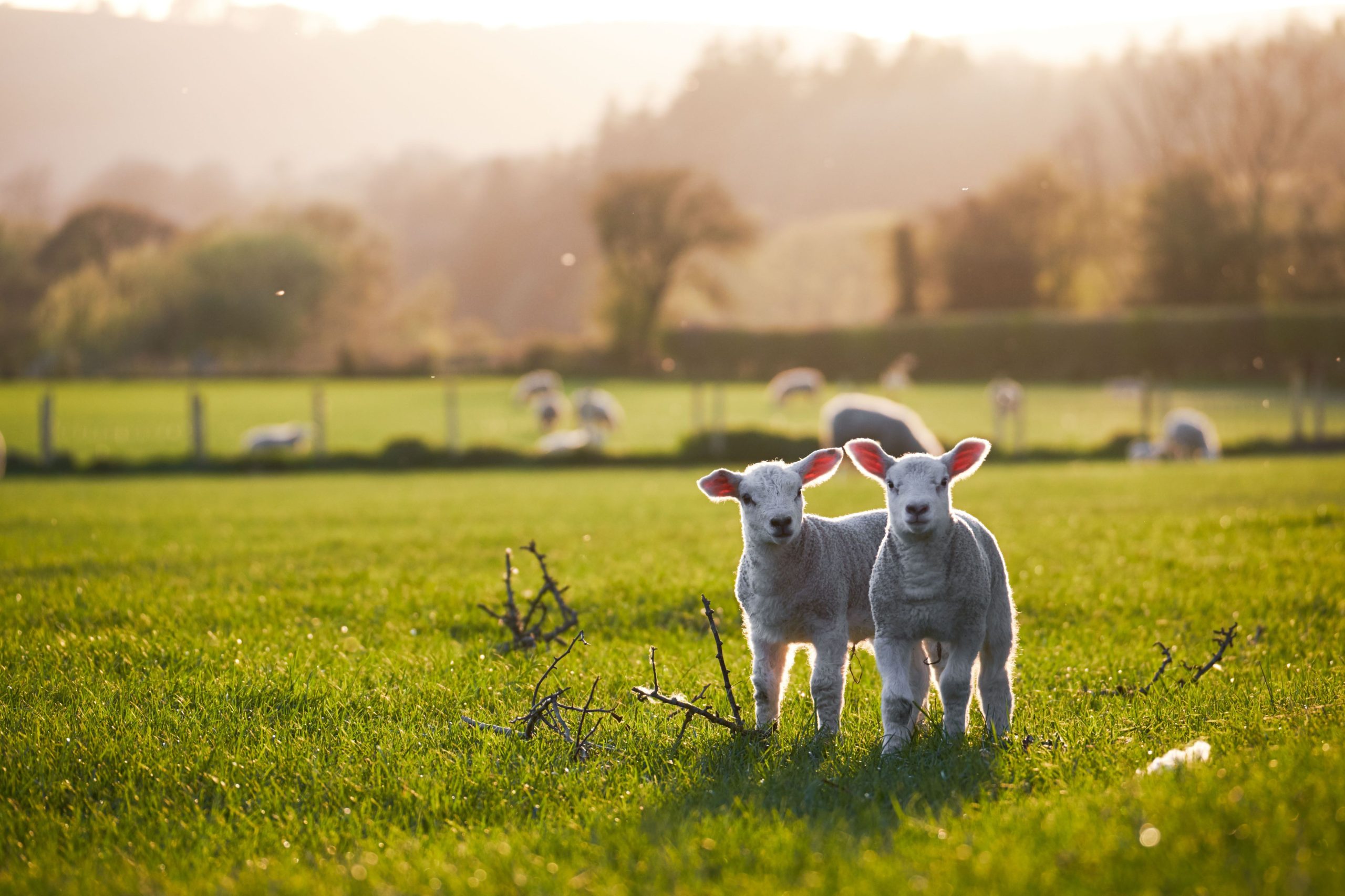 Cotsowld Spring Spring Breaks in the Cotswolds | StayCotswold