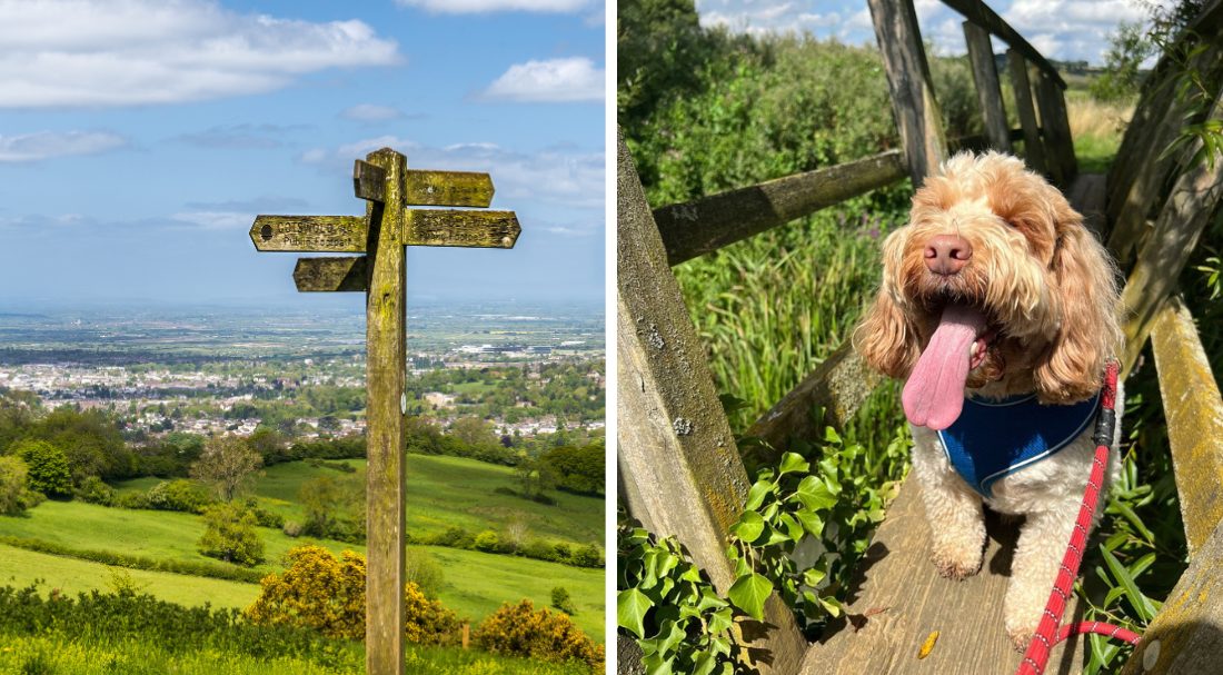 two pictures of the Cotswold Way signpost and a dog