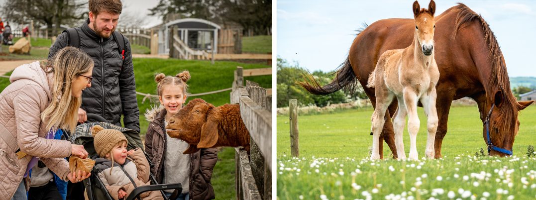 Family at Cotswold Farm Park and horses on field