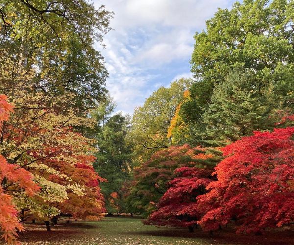 Westonbirt Arboretum tress in autumn