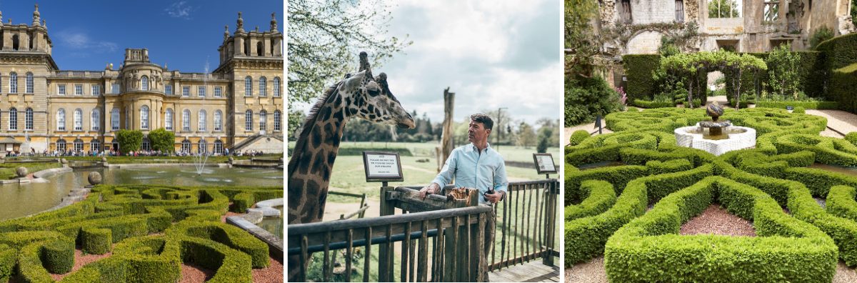 Blenheim Palace, the Giraffe Walk at Cotswold Wildlife park and the Knot Garden at Sudely Castle