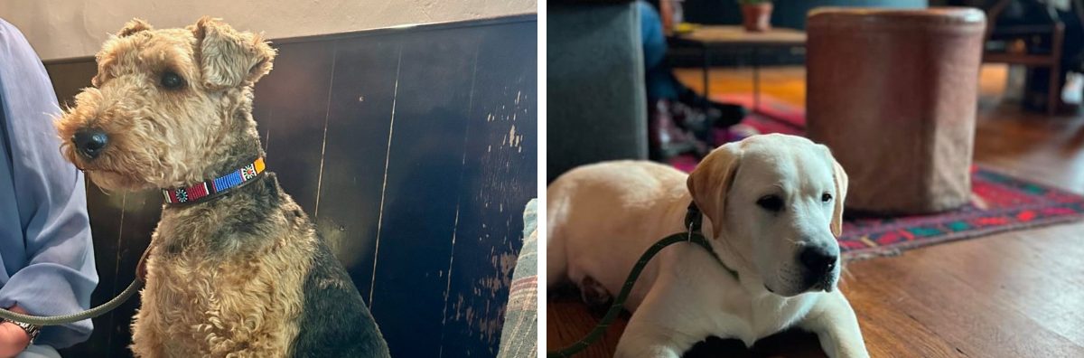 Two pictures of dogs at the pub on dog friendly breaks