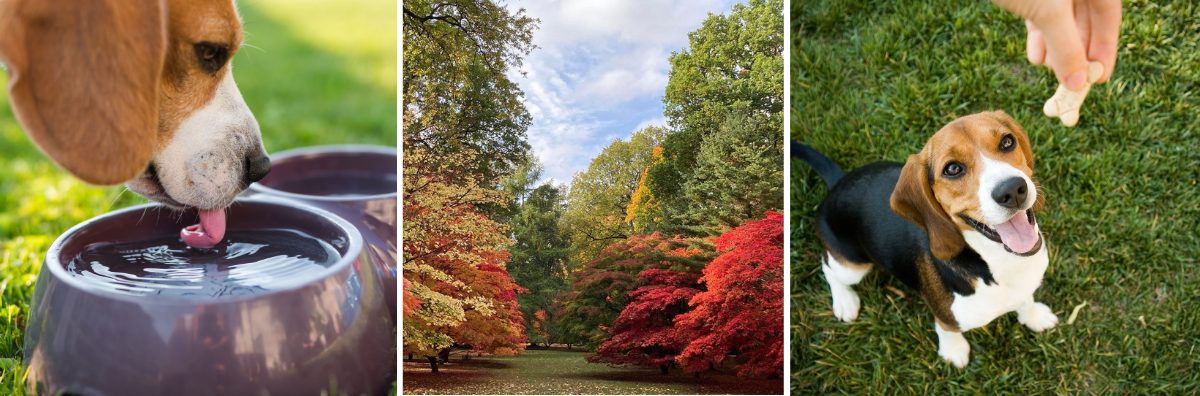Two images of dogs and one of the trees at Westonbirt Arboretum on a dog friendly weekend break
