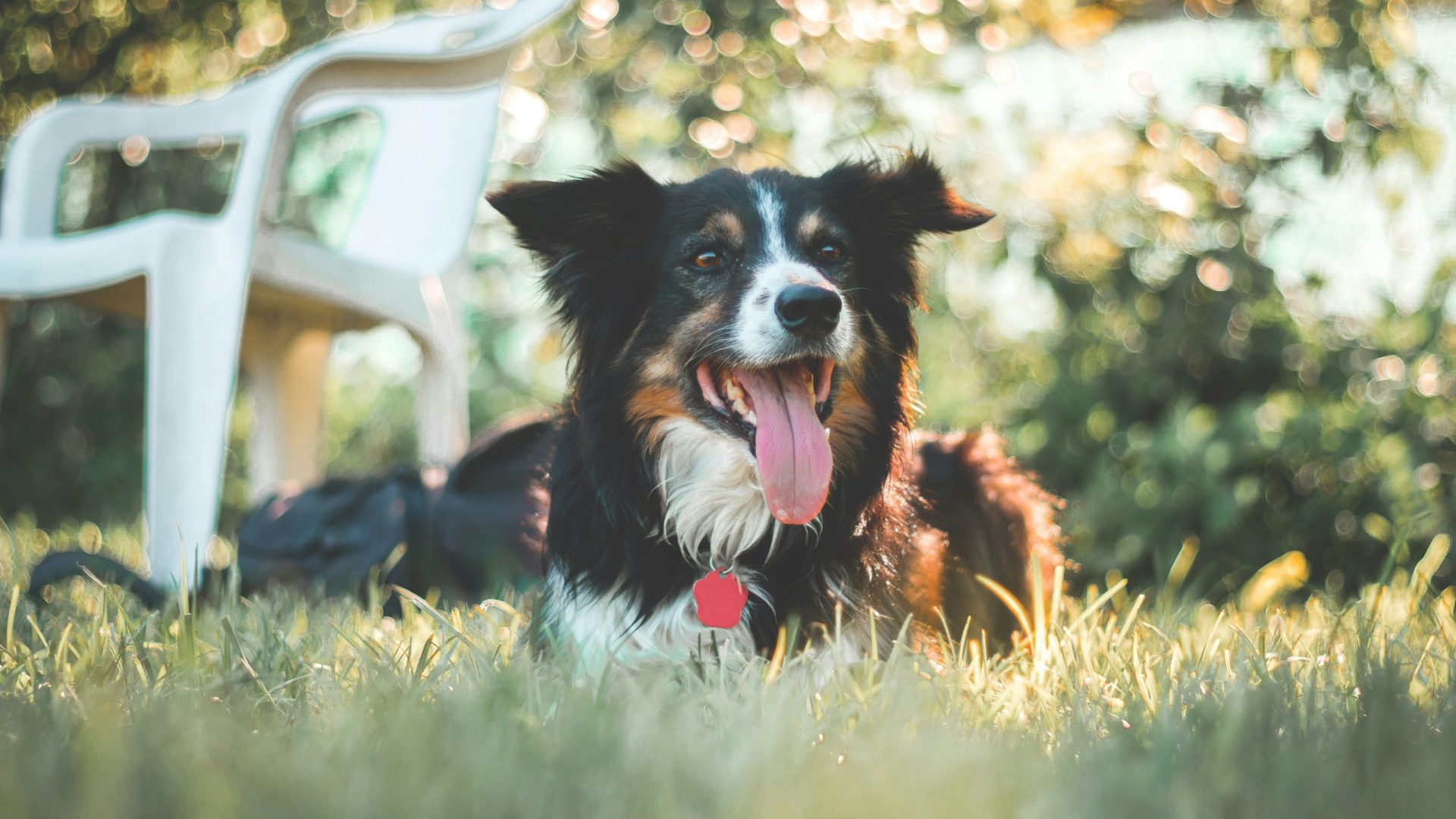 Dogs in field with chair