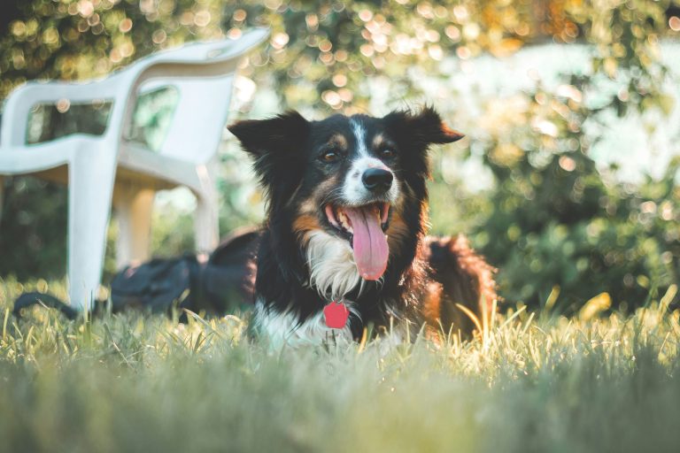 Dogs in field with chair