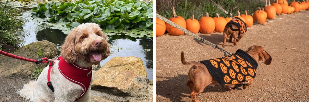 Pictures of two dogs enjoying a family cottage break