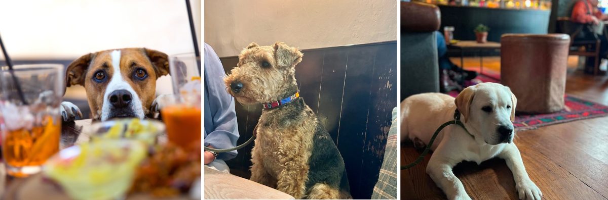 Three pictures of various dogs laying down