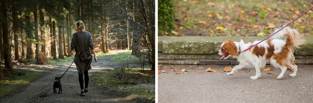 Two pictures of dogs on autumnal walks