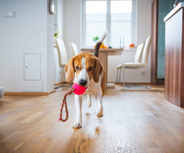 Dog with a lead in its mouth