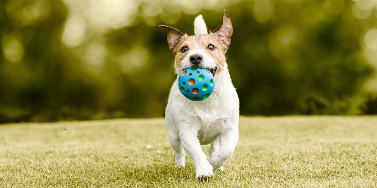 Dog with ball 