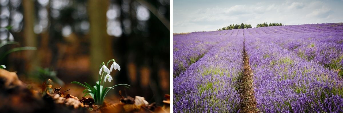 one image of a wild snowdrop and one of the Cotswold lavender fields