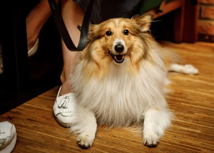 Happy dog laying on the floor in the pub