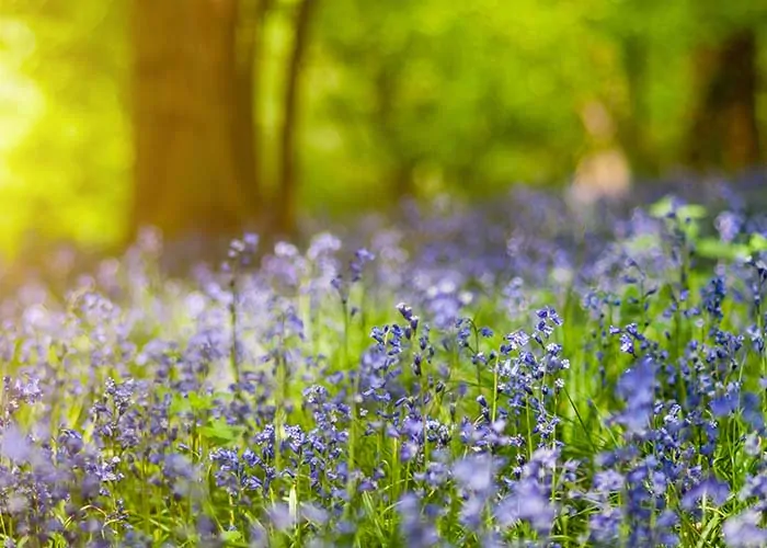 Spring bluebells on the May Spring bank holiday weekened