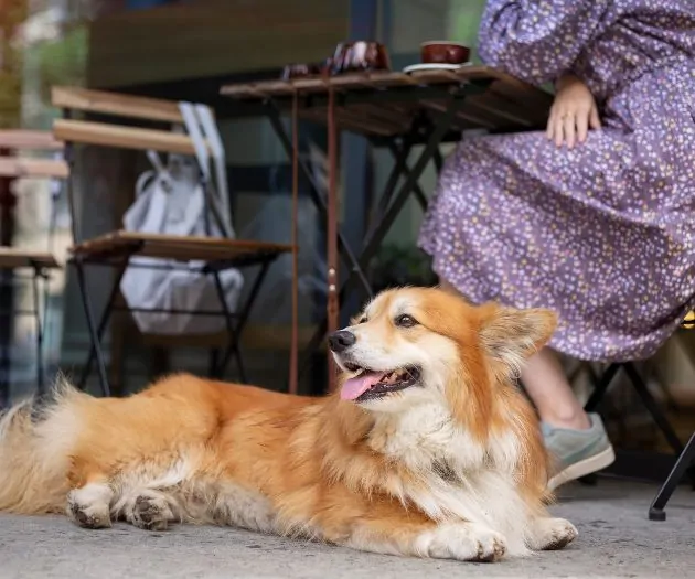 Dog lying on the floor in cafe under owner