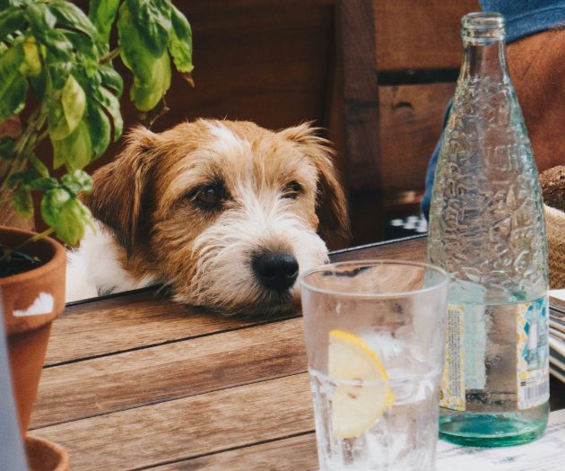 Cute dog at one of our dog friendly pubs in Burford