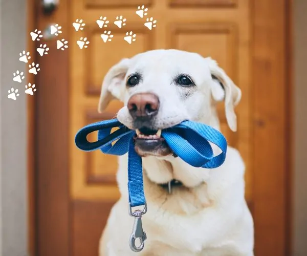 Image of a dog with a blue lead in it's mouth ready for a walk