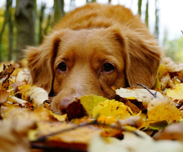How to Travel with an Anxious Dog