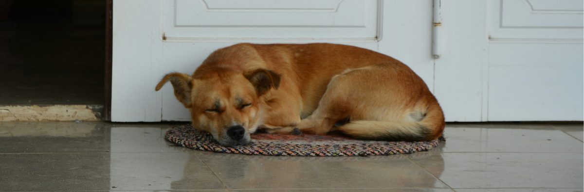 tips for travelling with an anxious dog