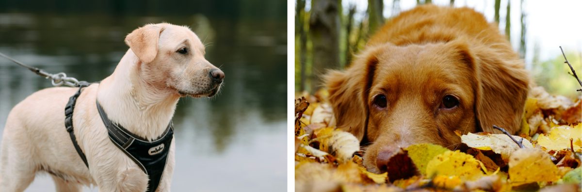 travelling with an anxious dog