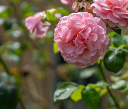 Maple House - StayCotswold