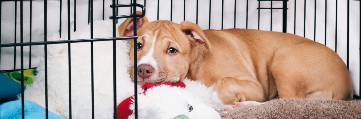 Anxious dog in crate