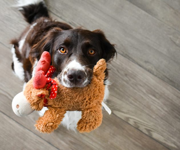 black and white dog with a reindeer teddy in its mouth