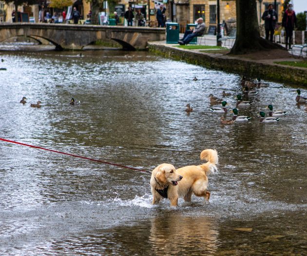 dog paddling in water in cotswolds with stone bridge