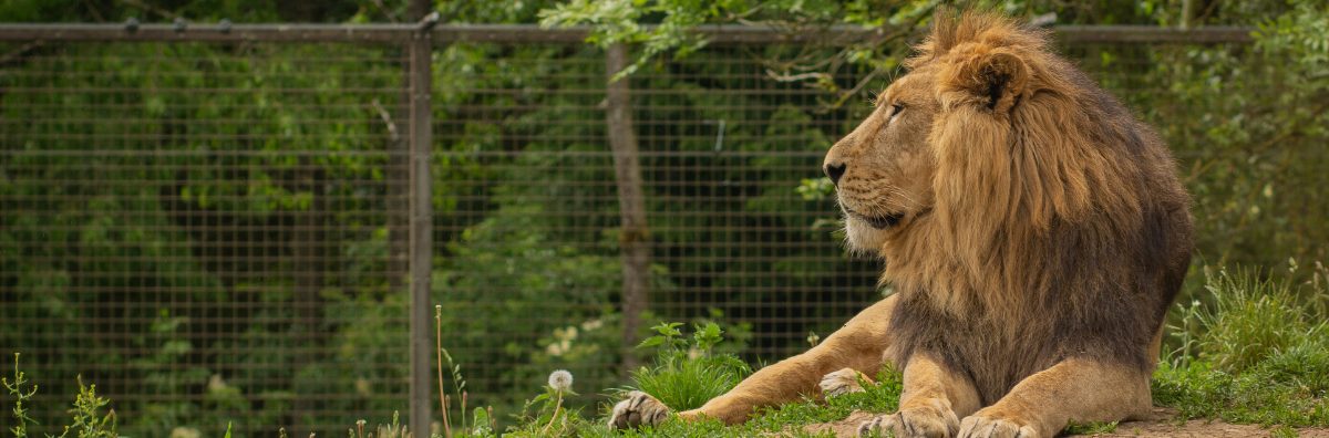 Lion at Cotswold Wildlife Park in the Cotswolds
