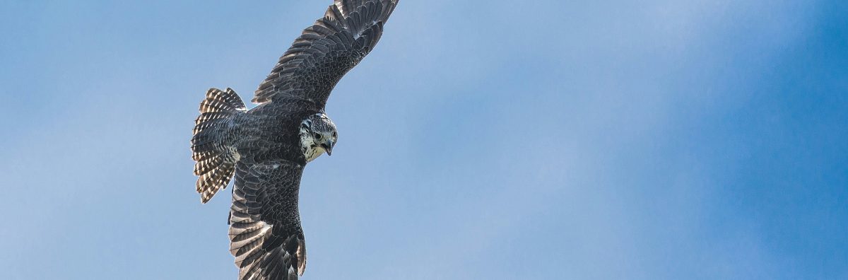 Cotswold Falconry Centre