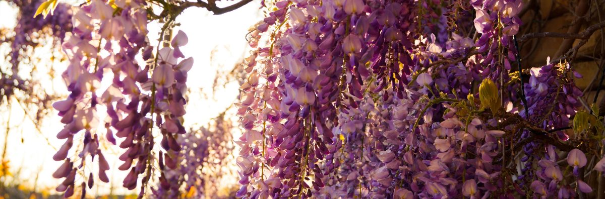 Which Cotswold Locations Were Used In Bridgerton? wisteria in bloom